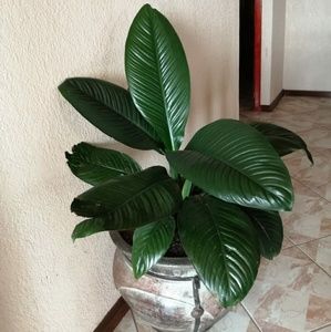 Meet your Posher, Alma